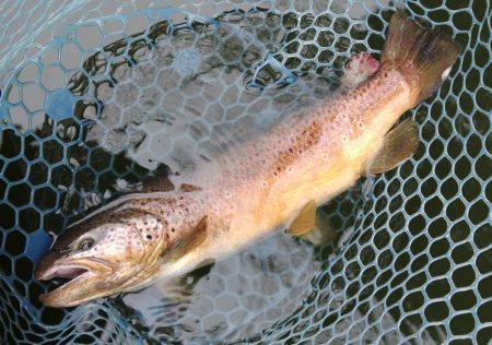 やる気満々のアマゴたち ～岡崎トラウトポン…